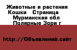 Животные и растения Кошки - Страница 6 . Мурманская обл.,Полярные Зори г.